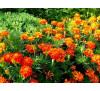 Чорнобривці Ніна  (Tagetes Nina), Насіння 